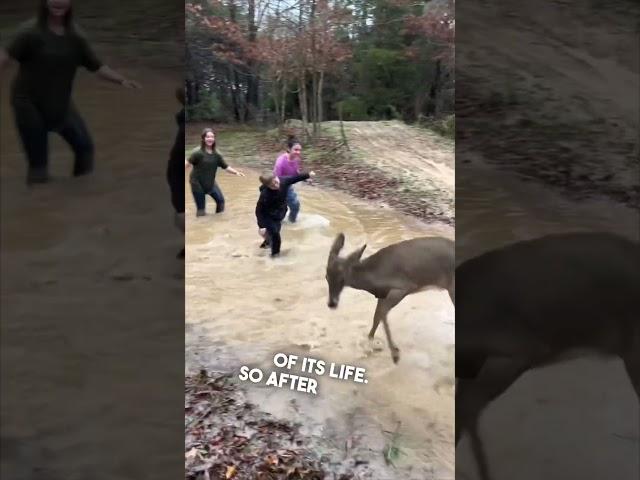 This deer was playing with his kids outside ️ @Harrisweldingandfriends