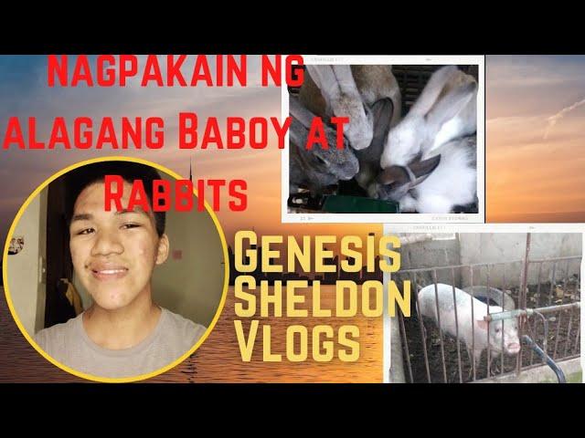 NAGPAKAIN AKO NG BABOY AT RABBITS  NAKAGAT AKO NG RABBIT|GENESIS SHELDON VLOGS