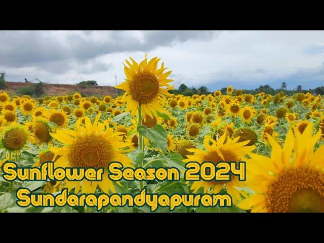 Sunflower Season 2024 : Sundarapandyapuram and Sambavarvadakarai in Thenkasi , Tamilnadu