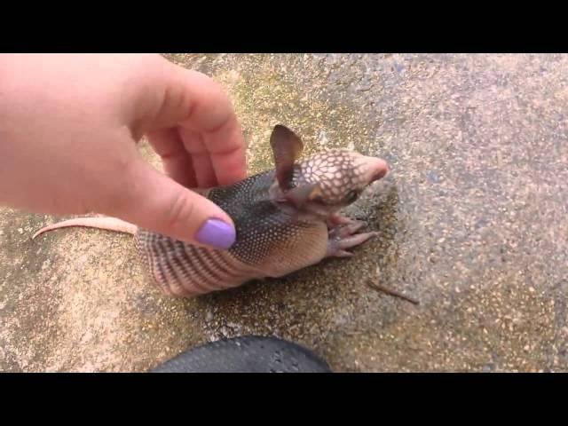 Bebe armadillo huérfano es descubierto en patio trasero