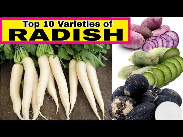 TOP 10 BEST VARIETIES OF RADISH | ORIGIN | FACTS ABOUT RADISH