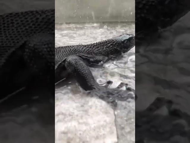 Animal World - Black Komodo Dragon #shorts #animallover #animalshorts #animals