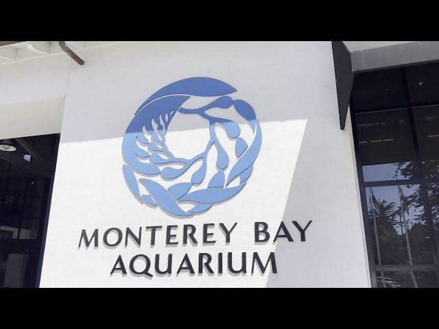 Monterey Bay Aquarium - Into the Deep Exhibit (4K)