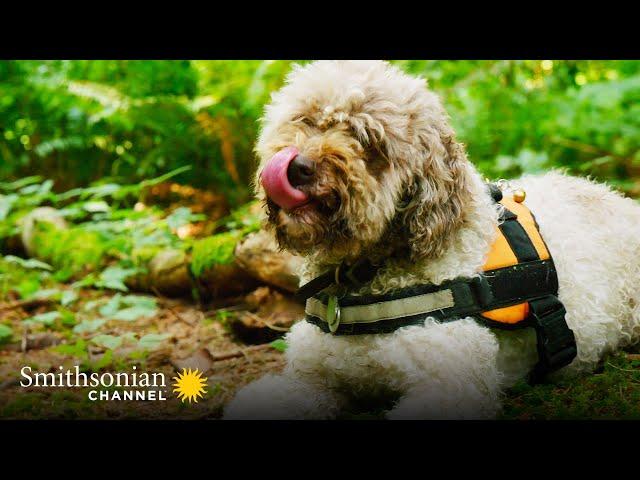 This Truffle Dog is Facing a Really Challenging Truffle Hunt | Smithsonian Channel