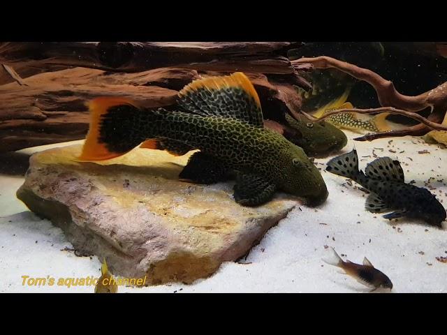 L600  Pseudacanthicus leopardus  HD  - Tom's aquatic channel