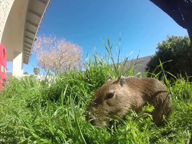 JoeJoe the Capybara Eating Tall Grass on a Sunny Day!