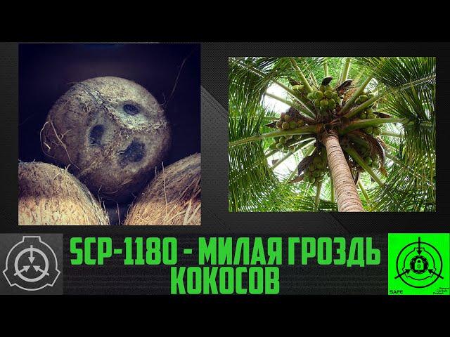 SCP-1180 - Милая гроздь кокосов    【СТАРАЯ ОЗВУЧКА】