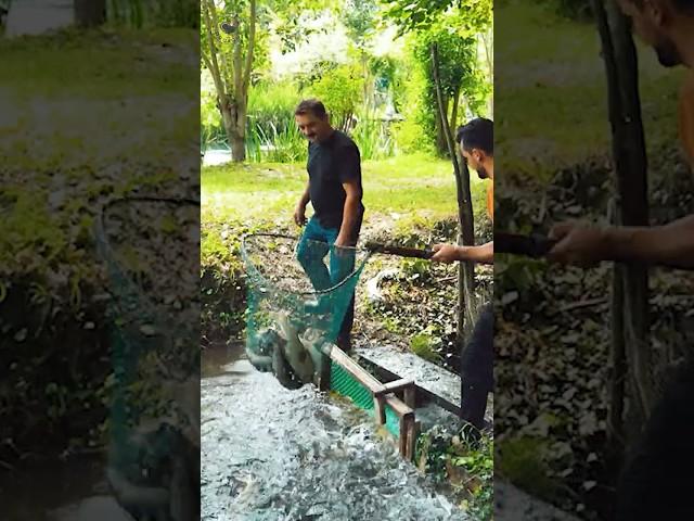 AZERBAIJAN Fish Farm | Cooking Crispy FİSH with Garlic on Sadj | Rural Life #food #village #peasant