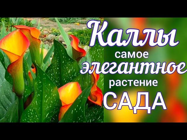 Садовые КАЛЛЫ . Посадка , уход , выращивание .