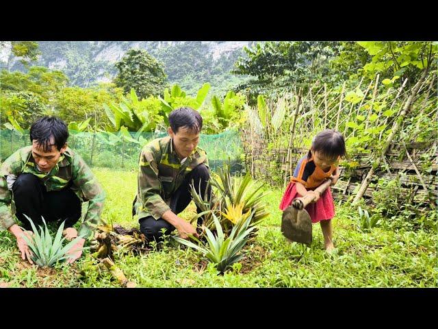 The man and his child improved the land by planting pineapple trees, hoping their lives would change