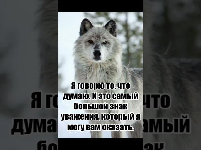 Нпиши что думаешь #юмор #волк #top