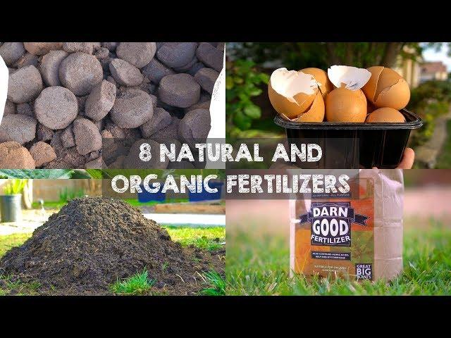 8 Natural and Organic Fertilizers to Grow Big Plants