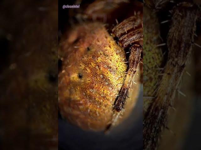 Giant Spider Under Microscope (Huntz Orb Weaver)