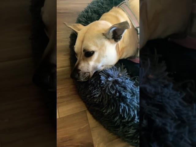 Sleeping Chewy!