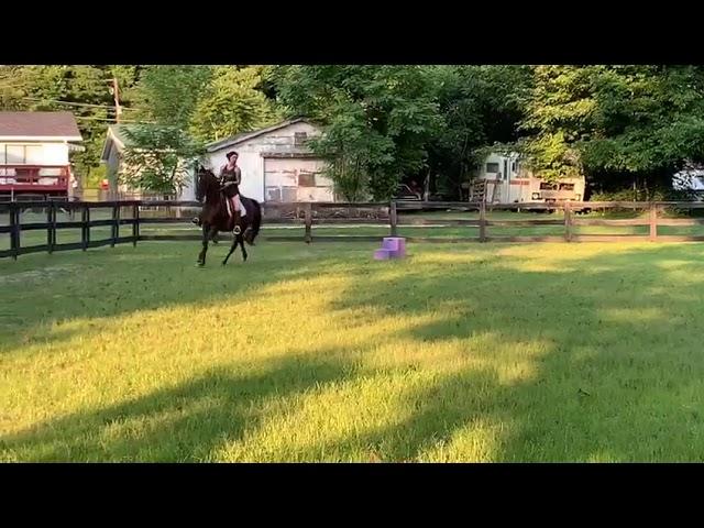 Aria: Heart of Phoenix Equine Rescue, based in West Virginia: Saving the Horses of Appalachia