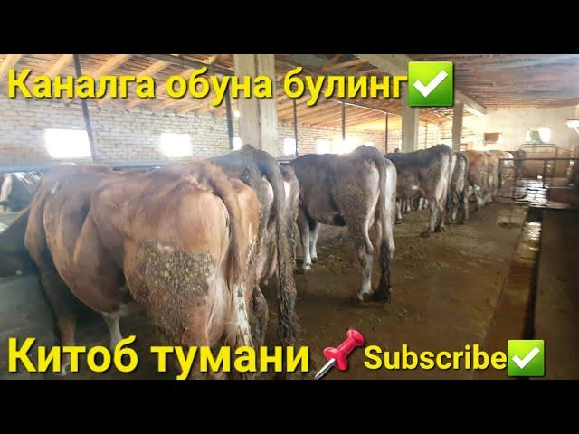 Наслдор сигирлар Китоб туманида. Каналга обуна булинг⬇️️