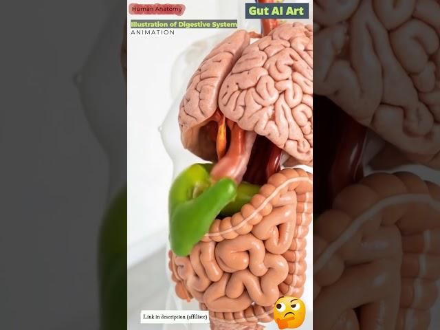 Digestive System Animation | Gut AI Art | 12