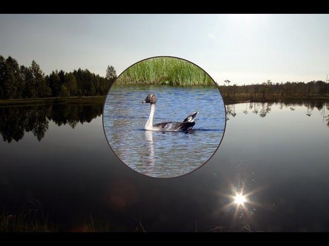 Поиск таёжного гуменника (A. fabalis middendorffi) The search for the Taiga Goose #wildlife #birds