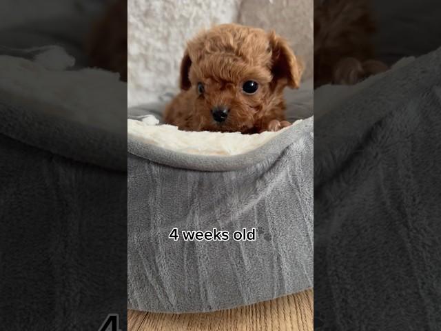 BEFORE & AFTERhow this Maltipoo puppy has changed!! #maltipoo #puppies #cute #short #puppyvideos