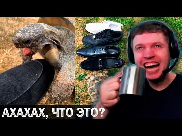 ПАПИЧ  ОРЁТ С ЧЕРЕПАХИ!  «Я ТАКОГО ЕЩЁ НЕ ВИДЕЛ!» / Папич Смотрит Видосики