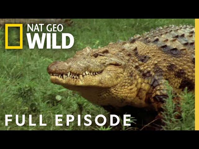 Ultimate Predators (Full Episode) | World's Deadliest