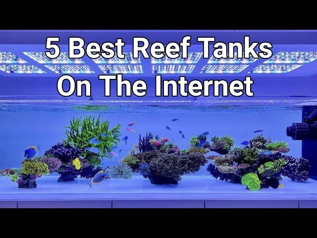 5 Best Reef Tanks On The Internet