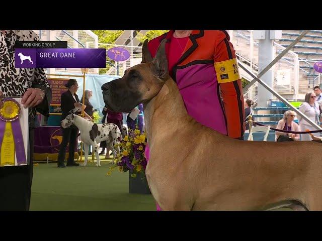 Great Danes | Breed Judging 2023