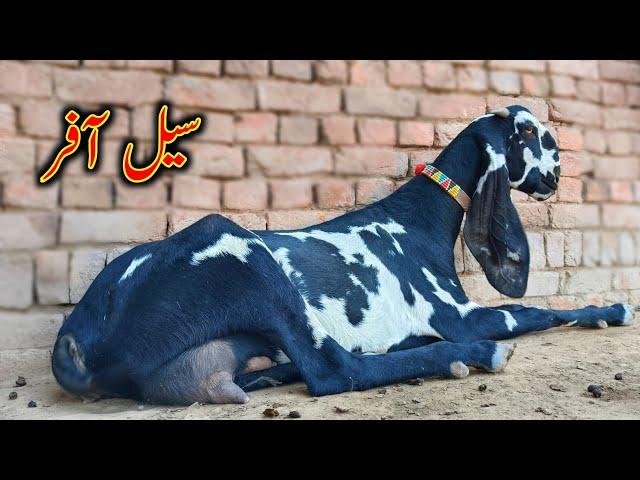 Nagra Beetal Goats Looking For New Home - Ashraf Gujjar Goat Farm