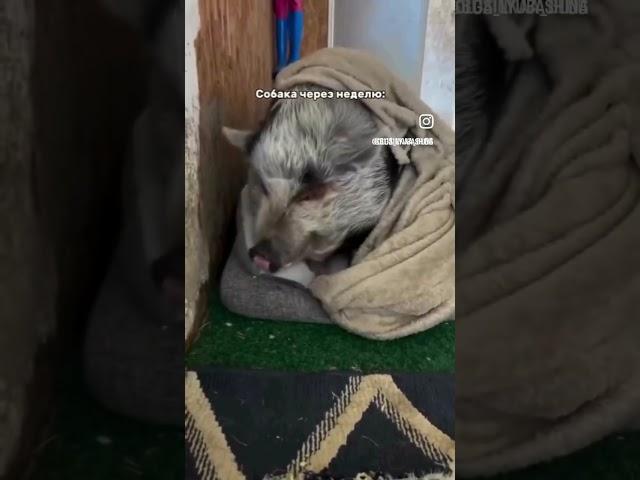 Чили Перчик#dog #doglover #собака #смешно #шпиц #тренды #топ #прикол #мемы #puppy #подпишись #лайк