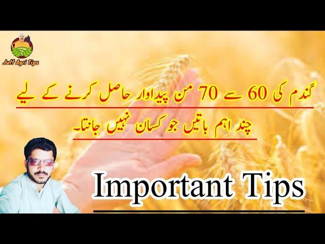 How to grow wheat ||Best wheat sowing practice ||Jutt agri tips