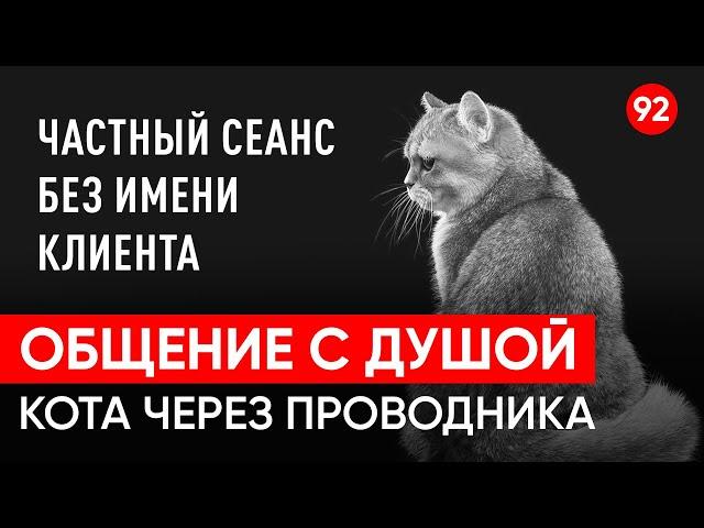 Общение с душой кота по имени Томас после его ухода, через регрессивный гипноз. Ченнелинг.