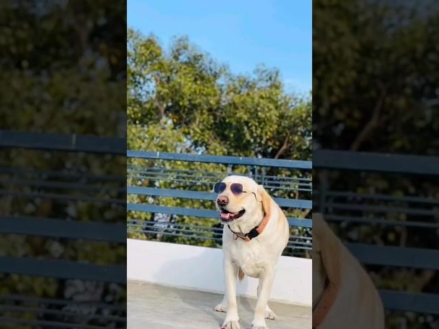 My Dog v/s Other Dog ...#yuvimicky #youtubeshorts #funnyvideo #ytshorts