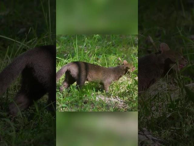 A wild cat you didn't know about. Jaguarundi