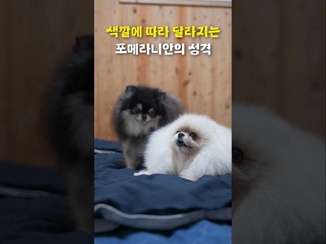 색깔에 따라 달라지는 포메라니안의 성격