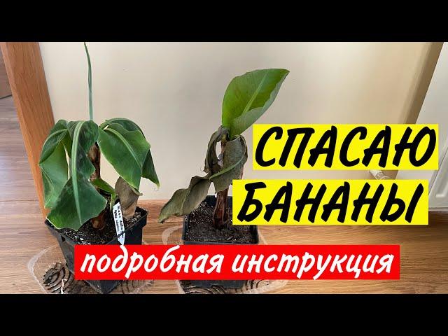 Болеет БАНАН | Сохнут листья банана | Банан дома