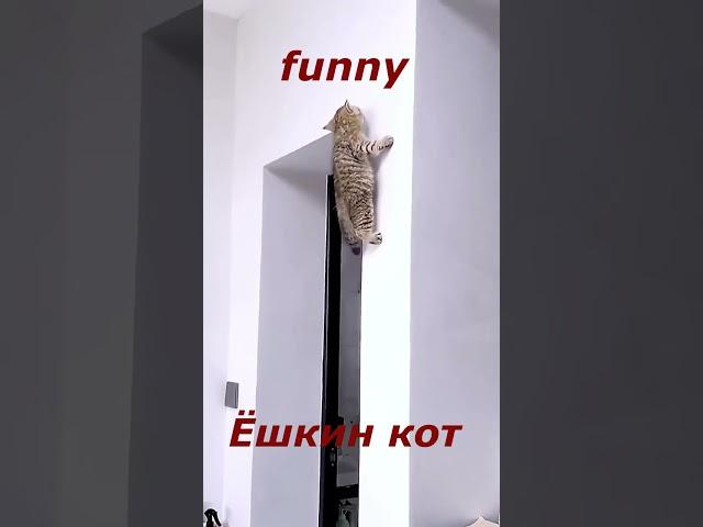 Самые смешные ЖИВОТНЫЕ #101. Веселые приключения пушистиков  #shorts #funnyvideo #catsvideo