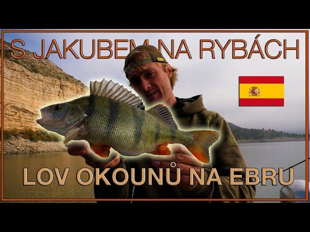 S Jakubem na rybách - lov okounů na Ebru // With Jakub fishing - perch fishing in Ebro (ENG CZ Sub)