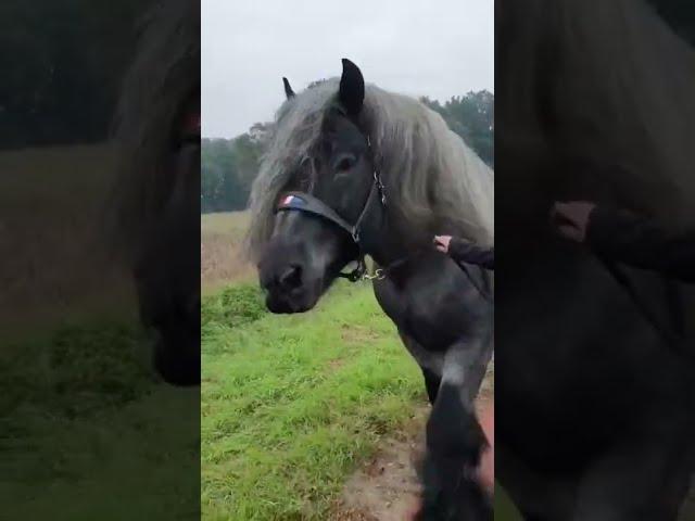 Horses meeting Shire very Big