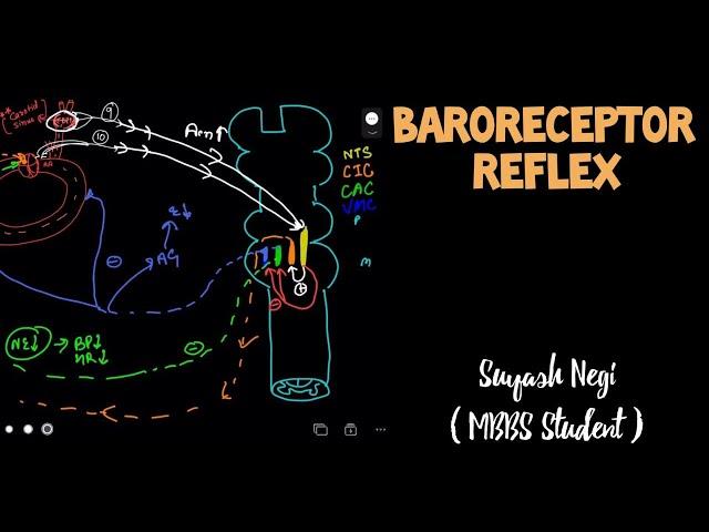 Baroreceptor Reflex