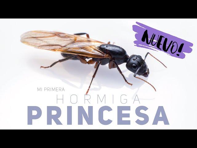 HA NACIDO LA PRINCESA HORMIGA! LLevo 3 años esperando esto  | Messor barbarus