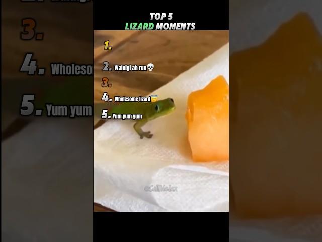 Top 5 Lizard Moments! 