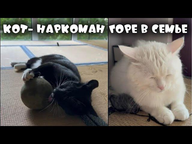 КОТА ВШТЫРИЛО ОТ ШАРА МЯТЫ  | ZUBAREFFF | Зубарев #юмор #кот