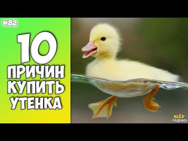 10 Reasons To Buy A Duck - Interesting Facts!