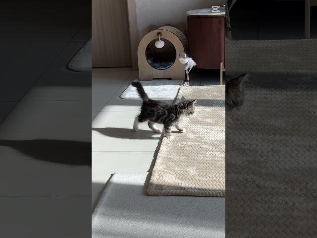 Playing with his own shadow  #cat #kitten #norwegianforest