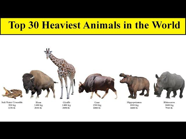 Top 30 Heaviest Animals in the World | Comparison List