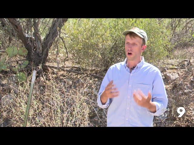 The importance of native plants in Southern Arizona