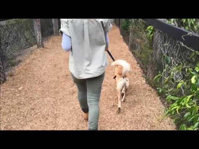 Dingo walks