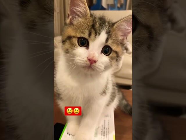 #viral #trending #youtube #tube #fyp #fyptube #dance #viraltube #cats #cat #funny