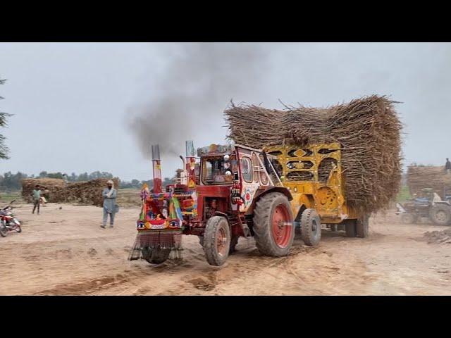 King of Belarus 510 Power Show Trolley Pulling Challenge Sugarcane Trailer