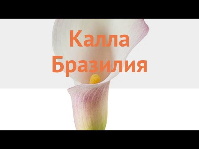 Калла обыкновенная Бразилия (calla brasilia)  Бразилия обзор: как сажать, луковицы каллы Бразилия